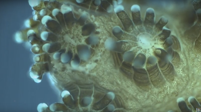 Illustration for article titled This Never Before Seen Microscopic Deep Sea Footage Is Other Worldly
